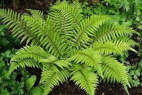 κομπρέσες για τη θεραπεία των κιρσών